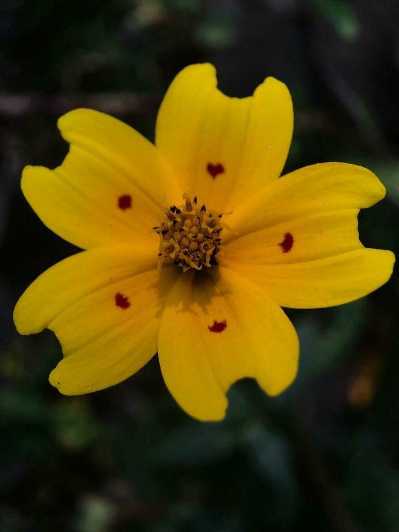 Bidens ocellata photo 4