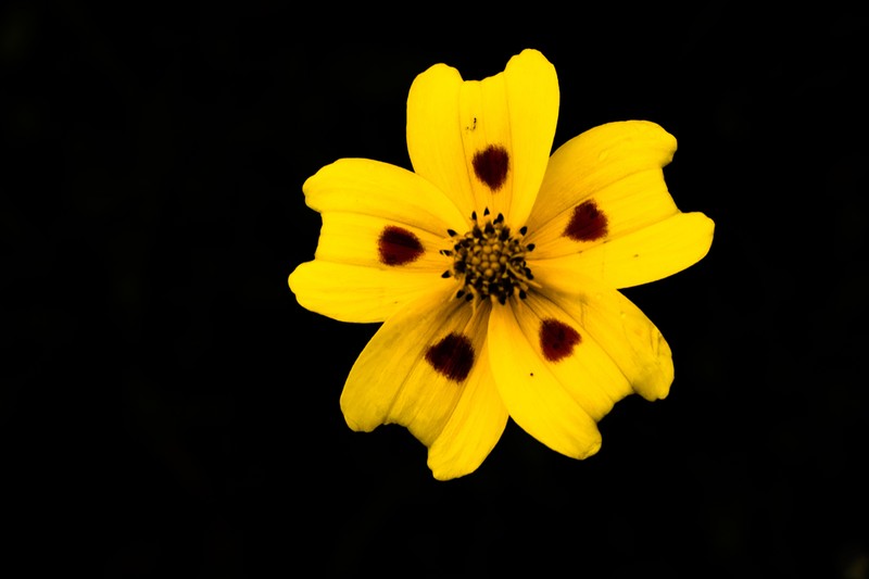 Bidens ocellata photo 5