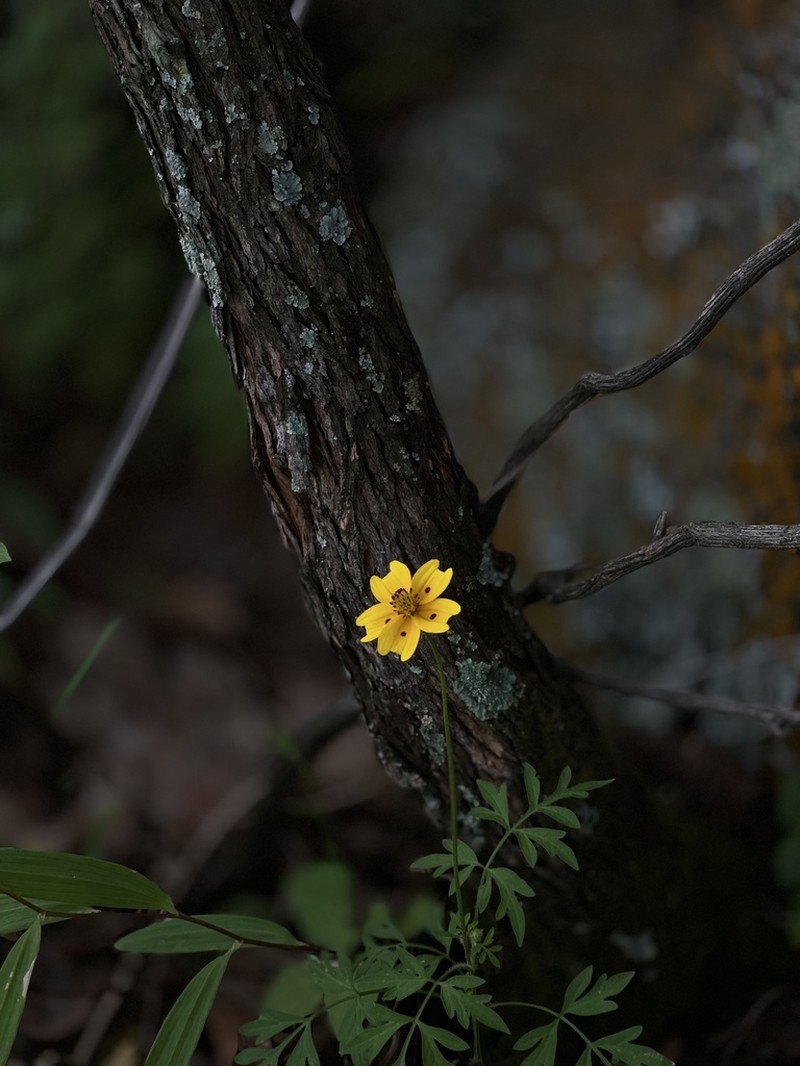 Bidens ocellata photo 6