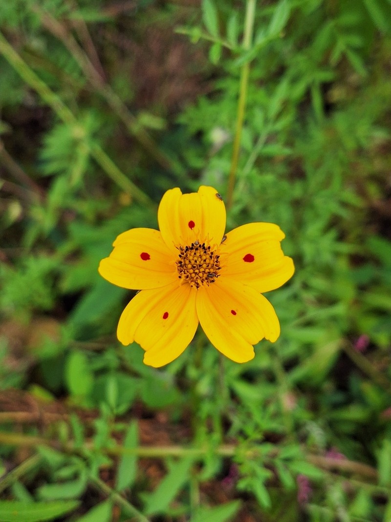 Bidens ocellata photo 7