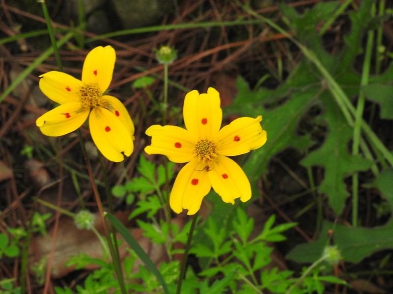 Bidens ocellata photo 8