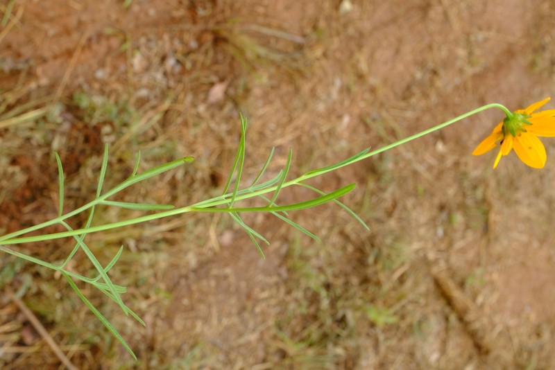 Bidens ochracea