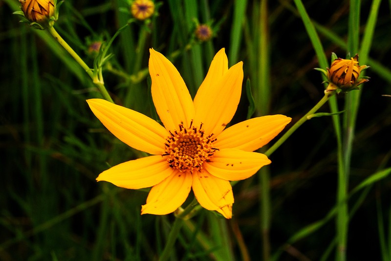 Bidens ochracea photo 2