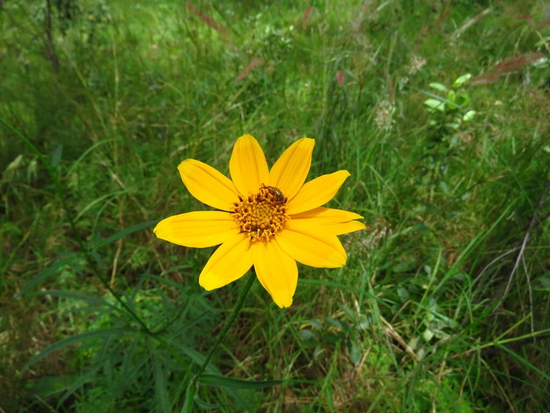 Bidens ochracea photo 3