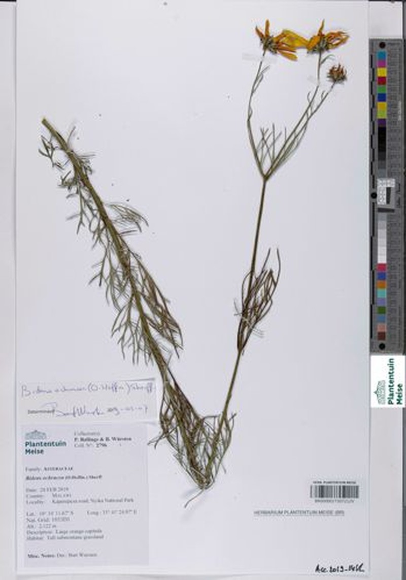 Bidens ochracea photo 5