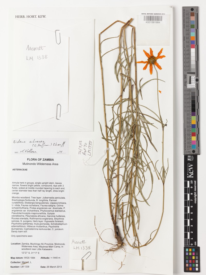 Bidens ochracea photo 6