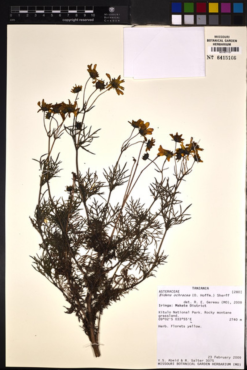 Bidens ochracea photo 7