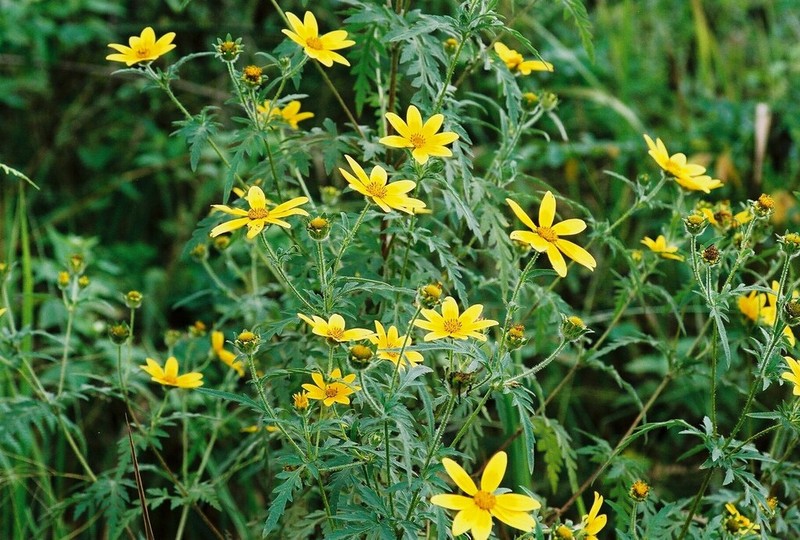 Bidens oligoflora