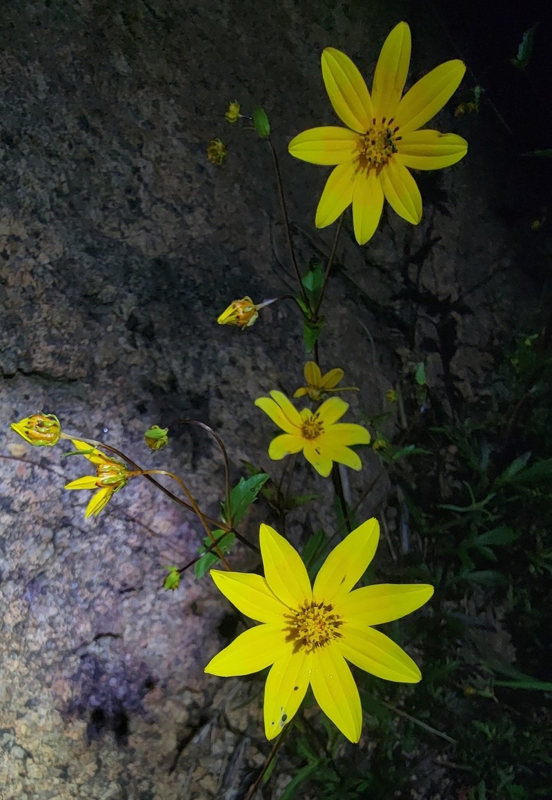 Bidens oligoflora photo 2