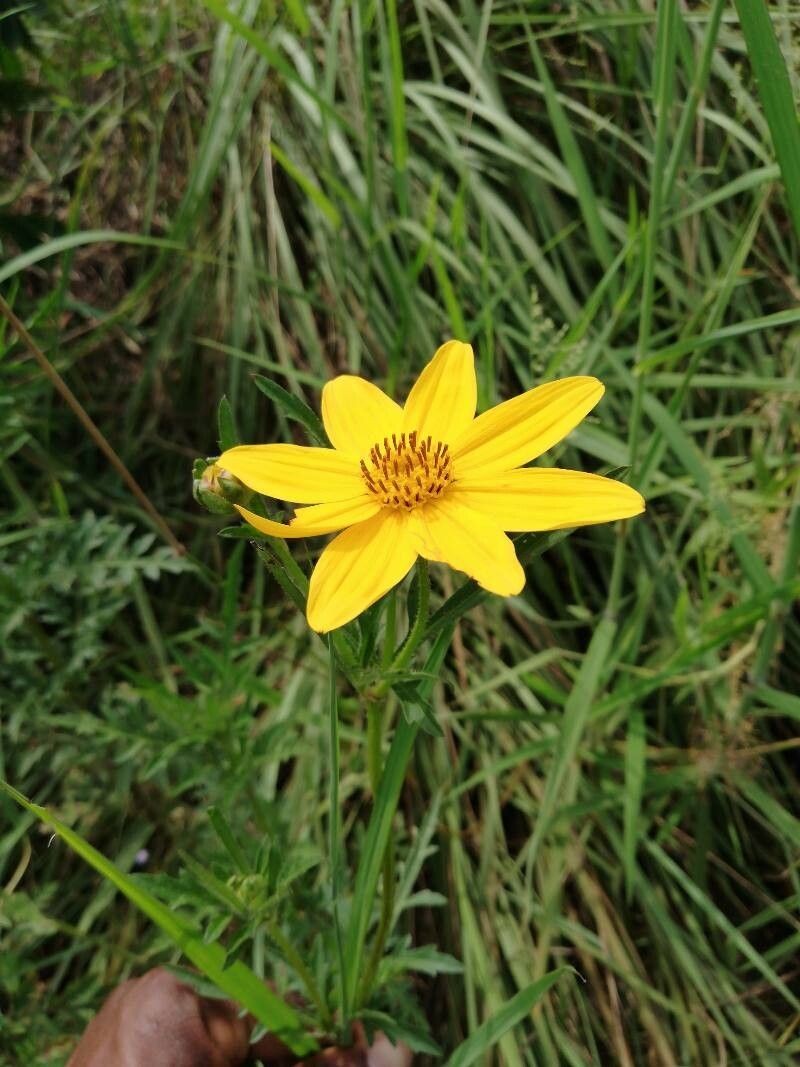 Bidens oligoflora photo 3