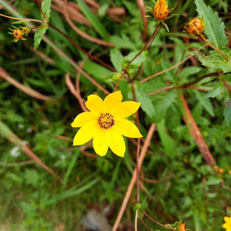 Bidens oligoflora photo 4