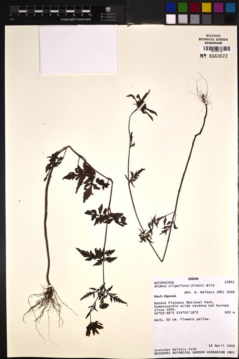 Bidens oligoflora photo 5