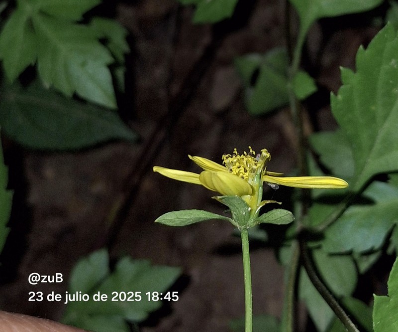 Bidens ostruthioides
