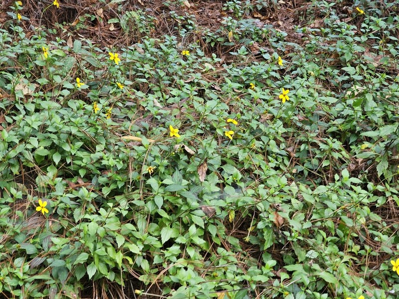 Bidens ostruthioides photo 2