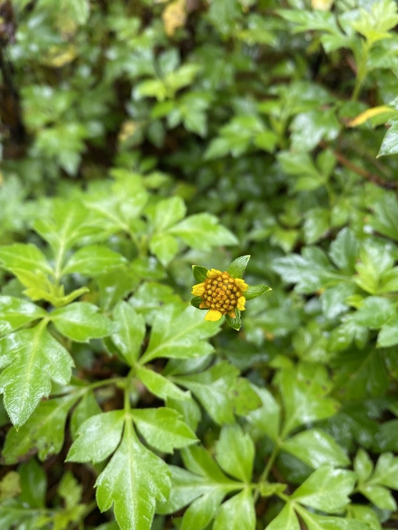 Bidens ostruthioides photo 3