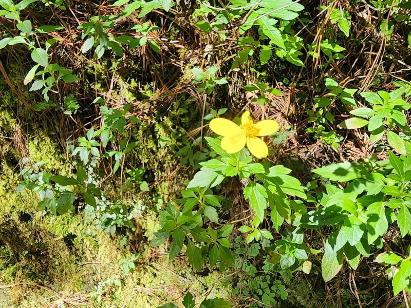Bidens ostruthioides photo 4