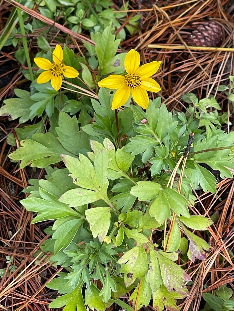 Bidens ostruthioides photo 5