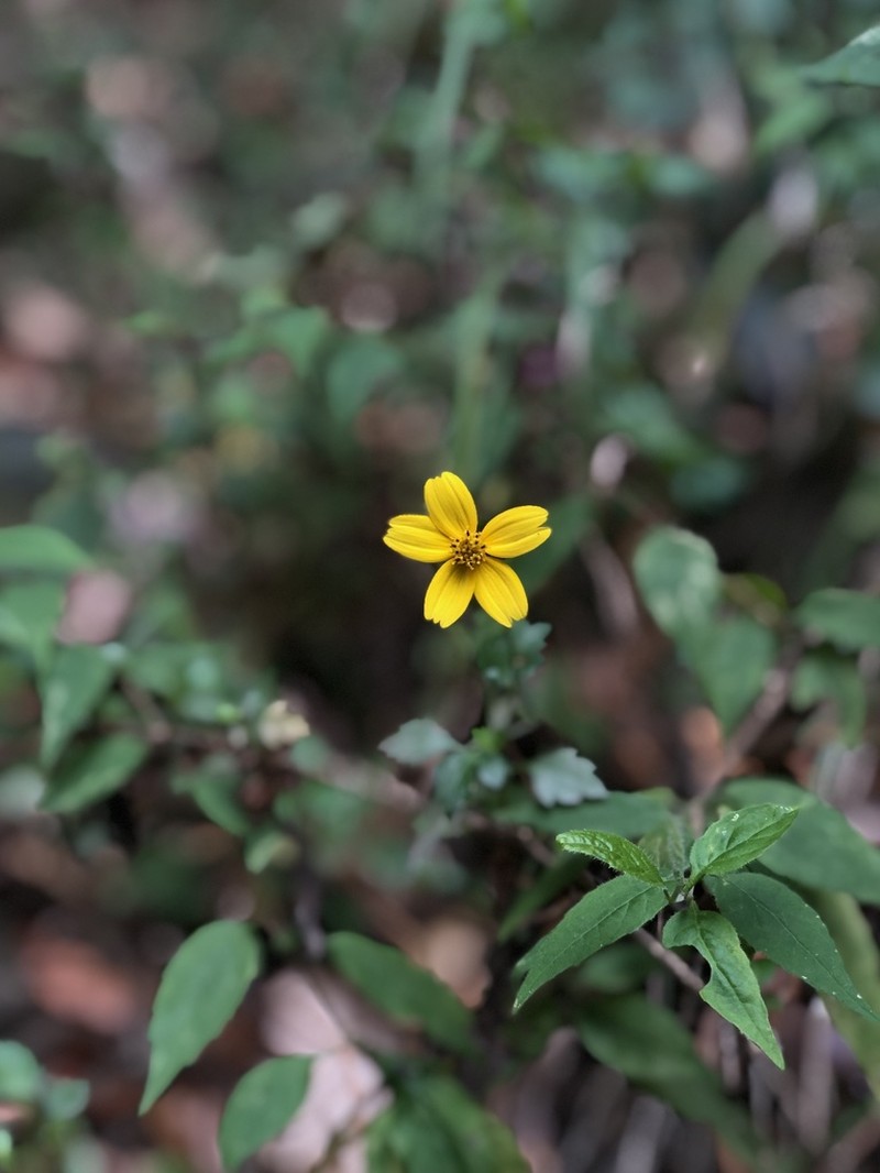 Bidens ostruthioides photo 6
