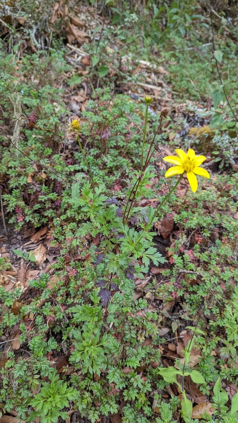 Bidens ostruthioides photo 7