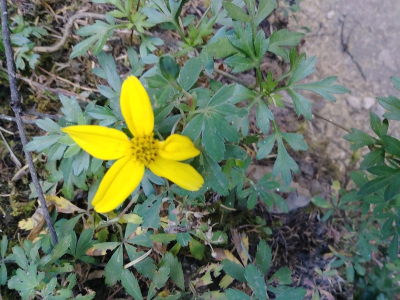 Bidens ostruthioides photo 8