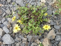 Bidens pachyloma