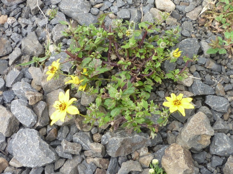 Bidens pachyloma