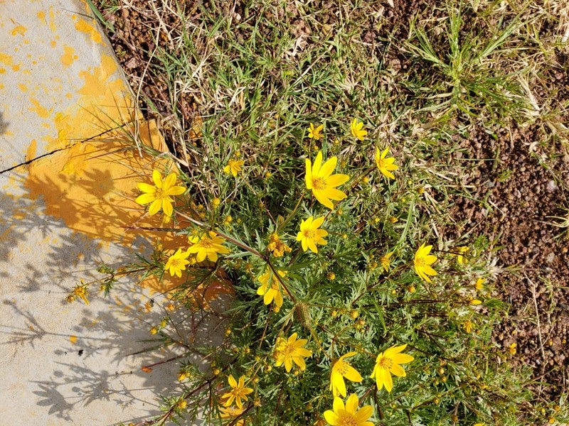 Bidens pachyloma photo 2