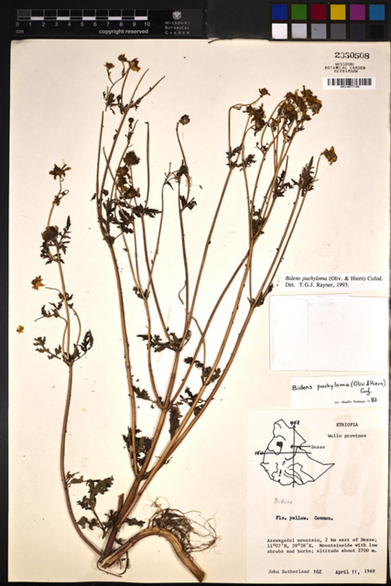 Bidens pachyloma photo 4