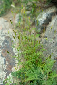 Bidens parviflora