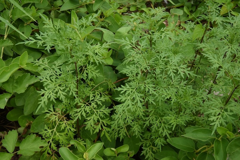 Bidens parviflora photo 2