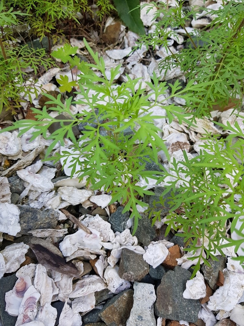 Bidens parviflora photo 3