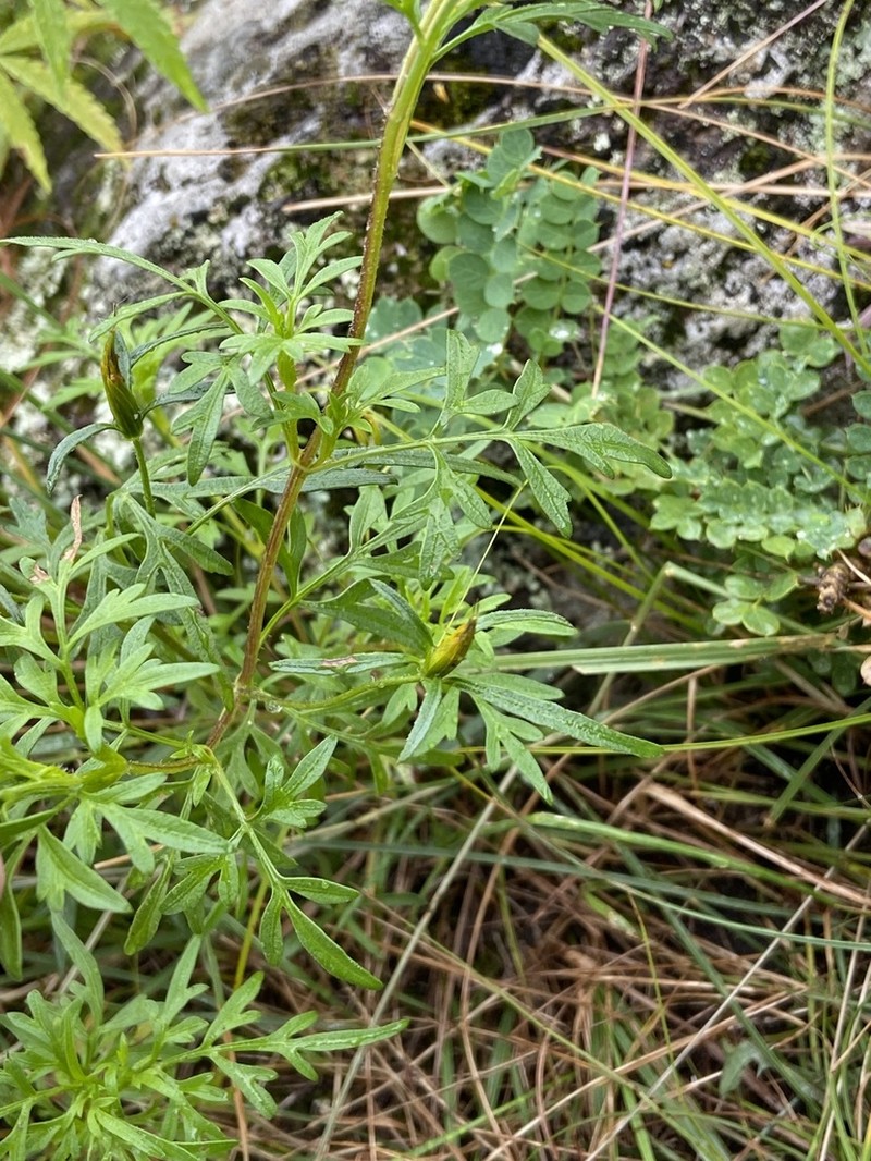 Bidens parviflora photo 4