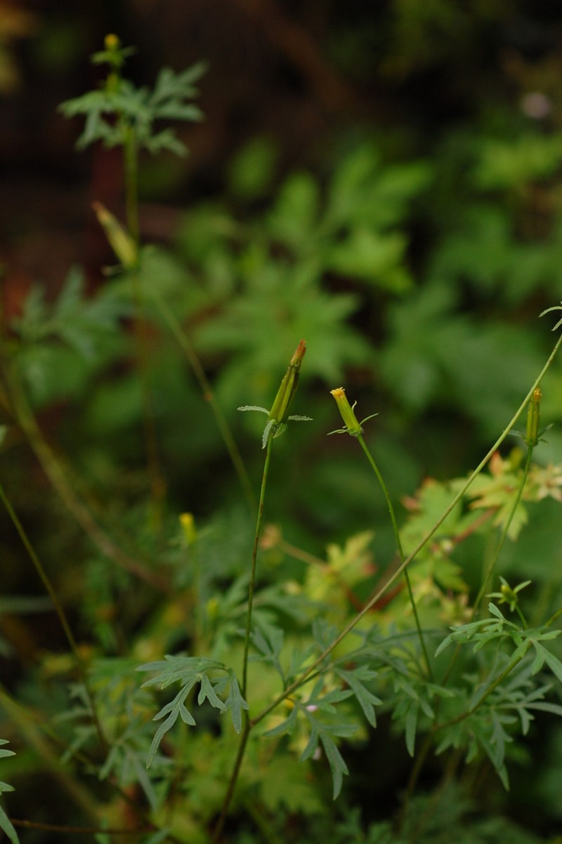 Bidens parviflora photo 5