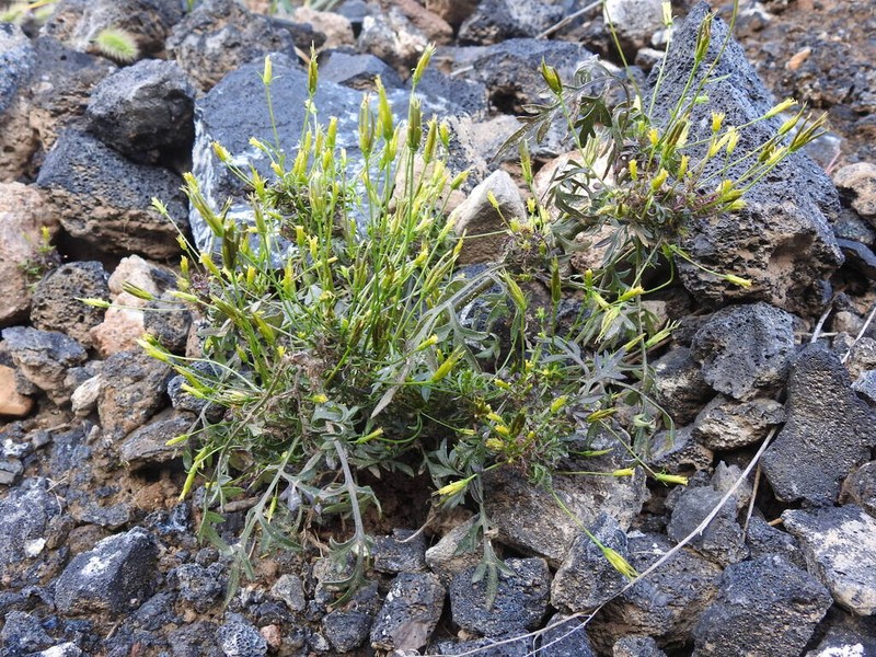 Bidens parviflora photo 6