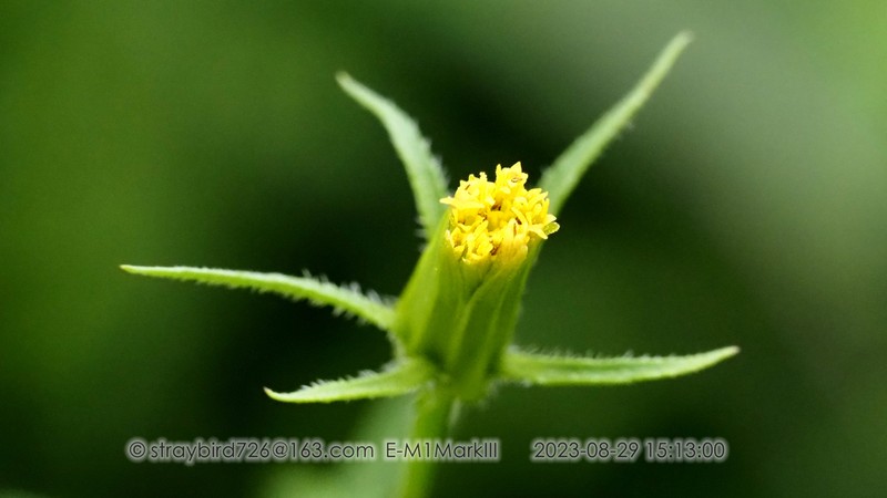 Bidens parviflora photo 7