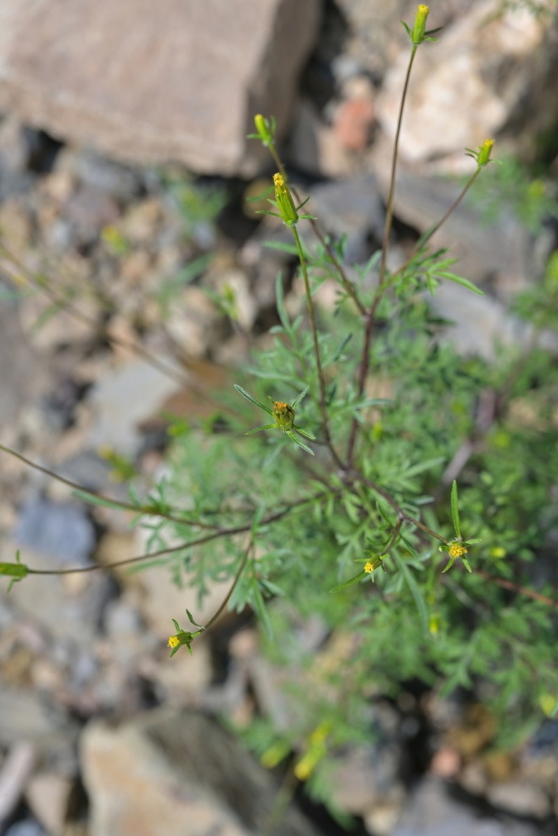 Bidens parviflora photo 8