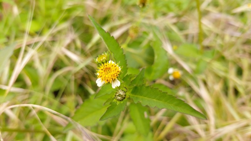 Hairy Beggarticks photo 7