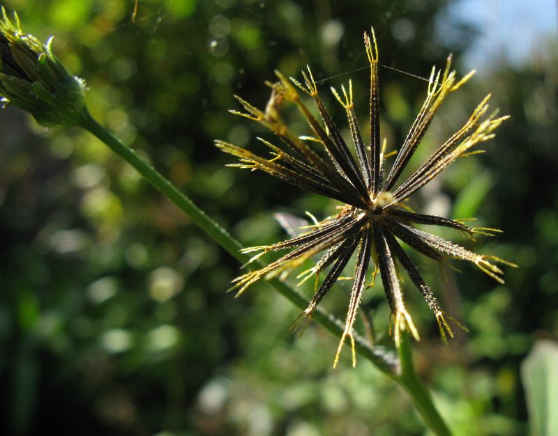 Hairy Beggarticks photo 4