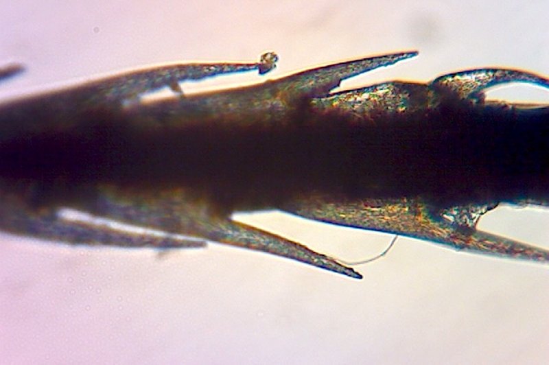 Hairy Beggarticks photo 6