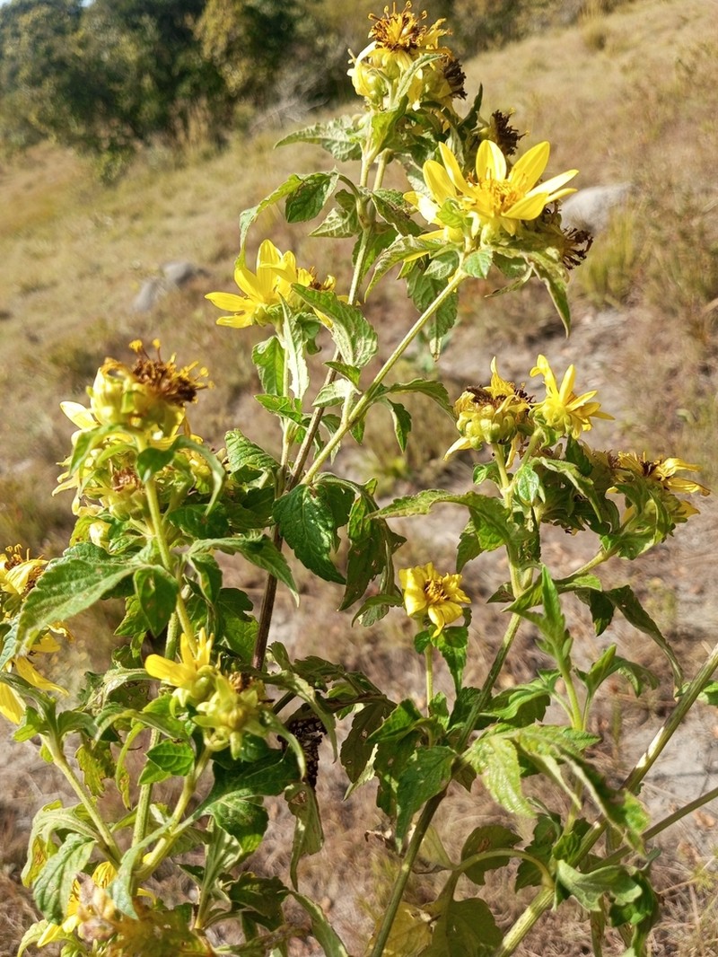 Bidens pinnatipartita photo 2