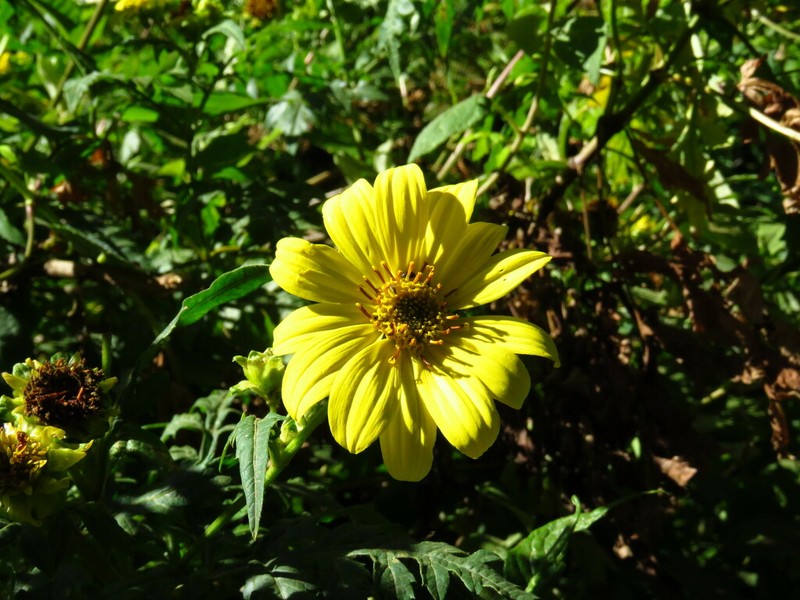 Bidens pinnatipartita photo 3