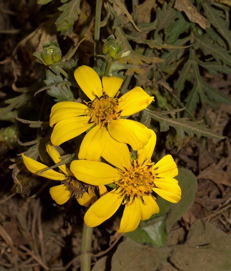 Bidens pinnatipartita photo 4