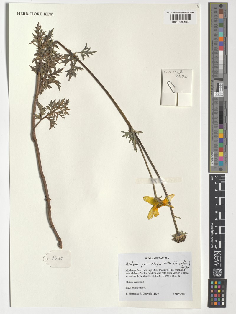 Bidens pinnatipartita photo 5