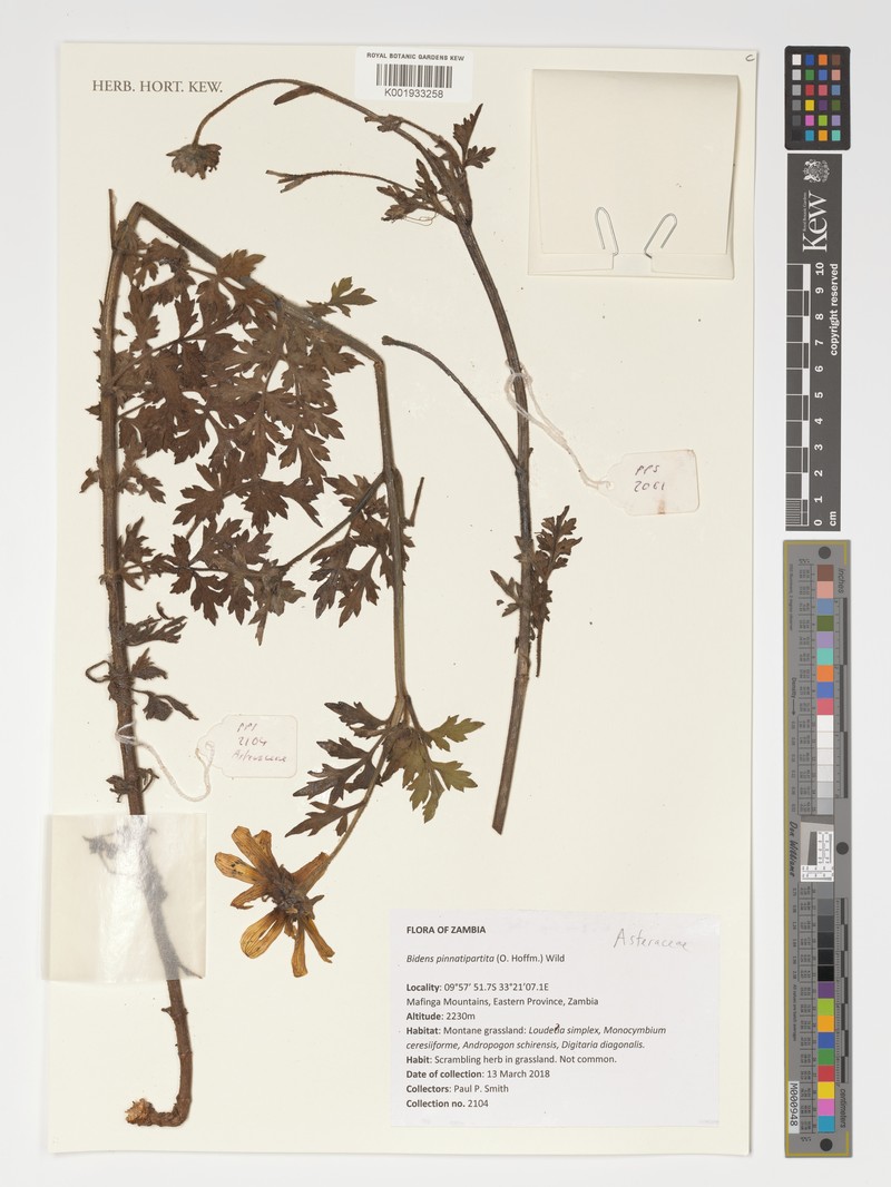 Bidens pinnatipartita photo 6