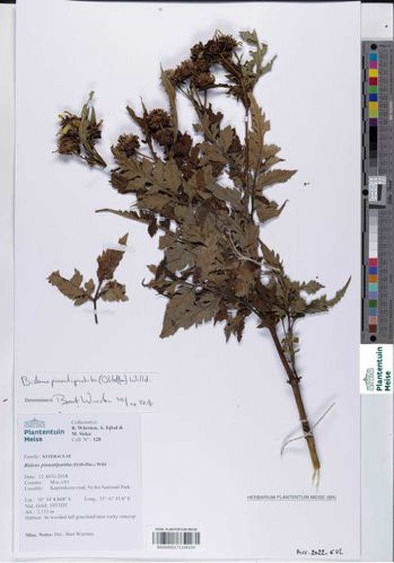 Bidens pinnatipartita photo 7