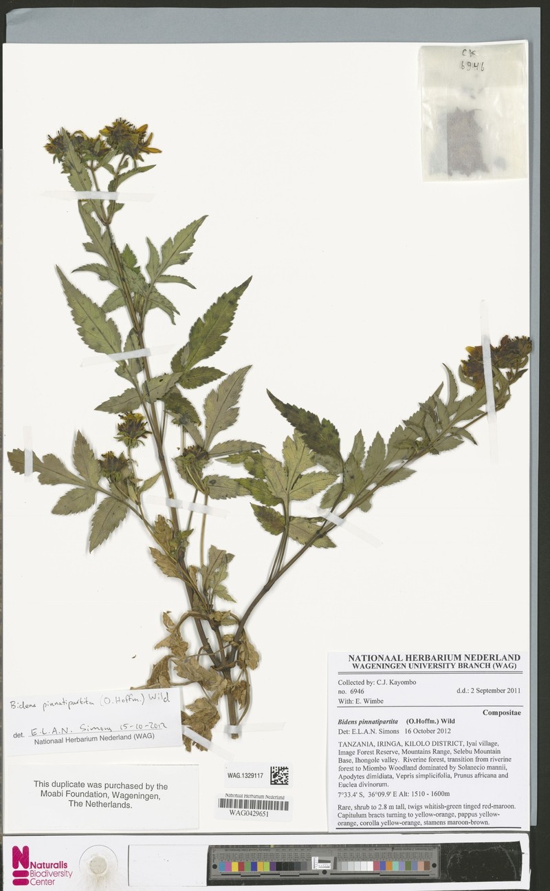 Bidens pinnatipartita photo 8