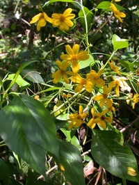 Bidens polycephala