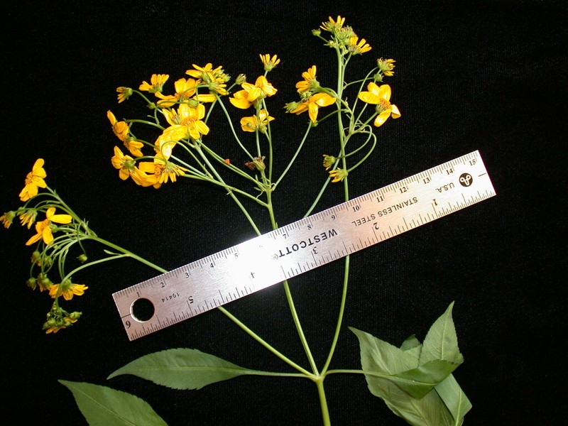 Bidens polycephala photo 2