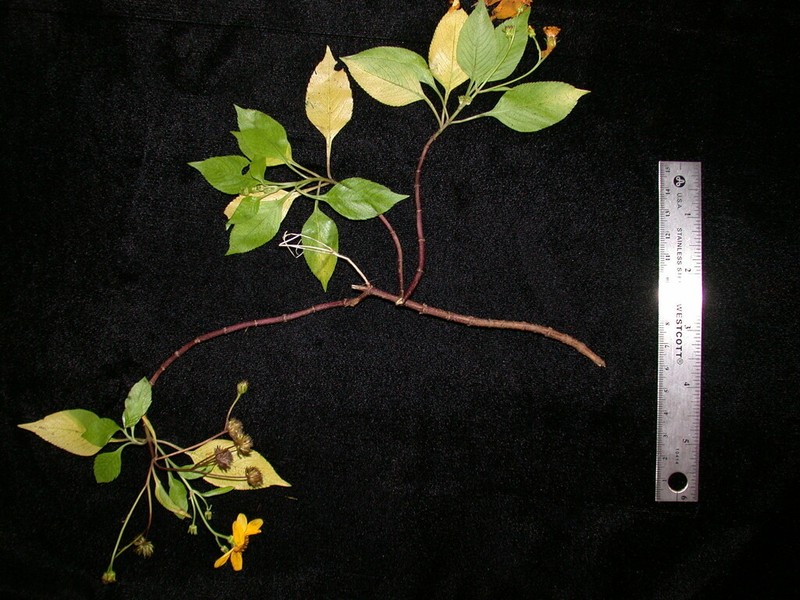 Bidens polycephala photo 3