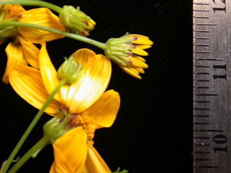 Bidens polycephala photo 4